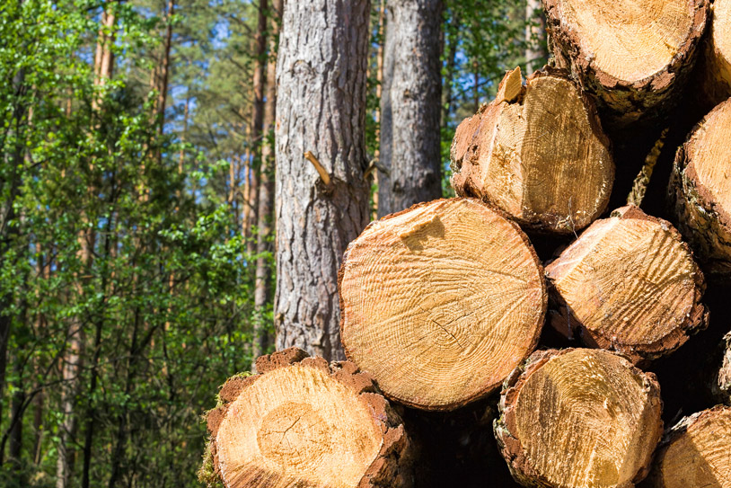 A pile of large sawed logs