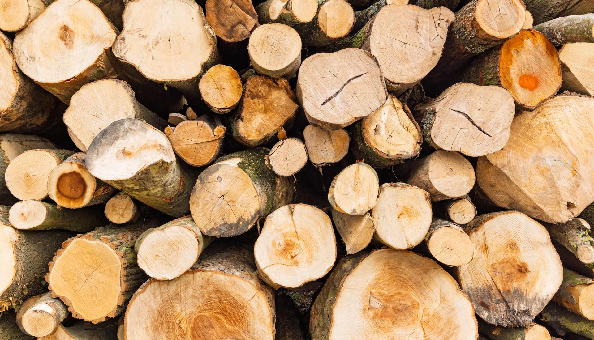A stack of tree trunks